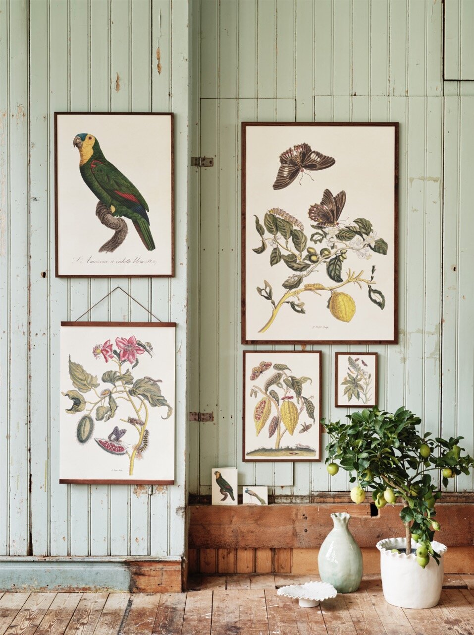 Poster Butterflies & Annatto Tree