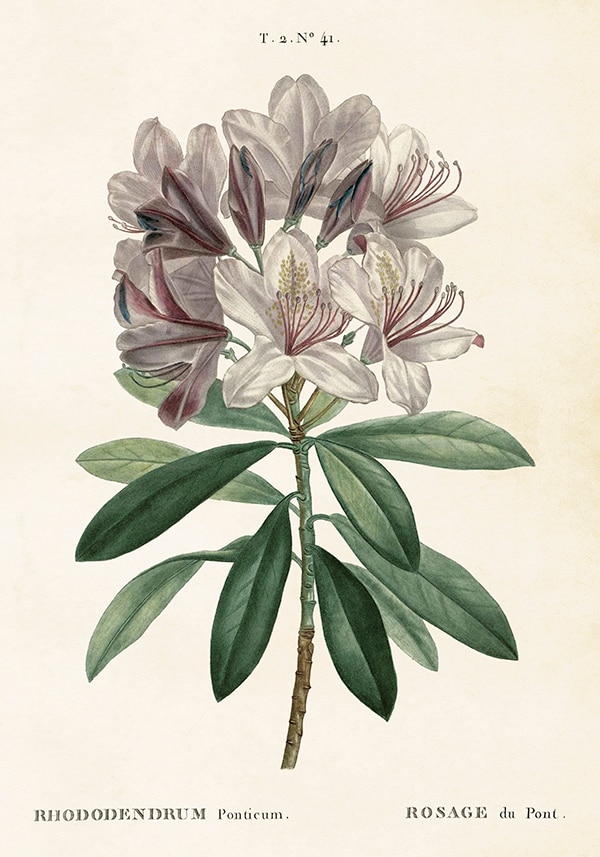 Poster Rhododendron
