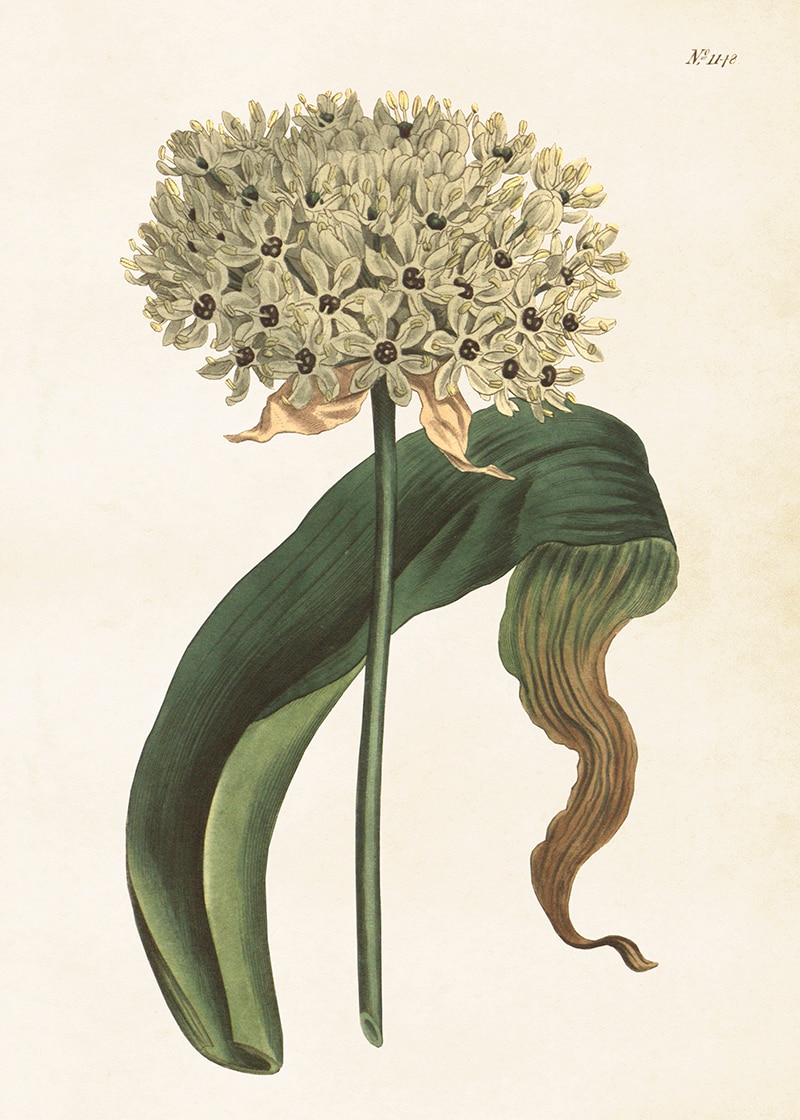 Poster Allium
