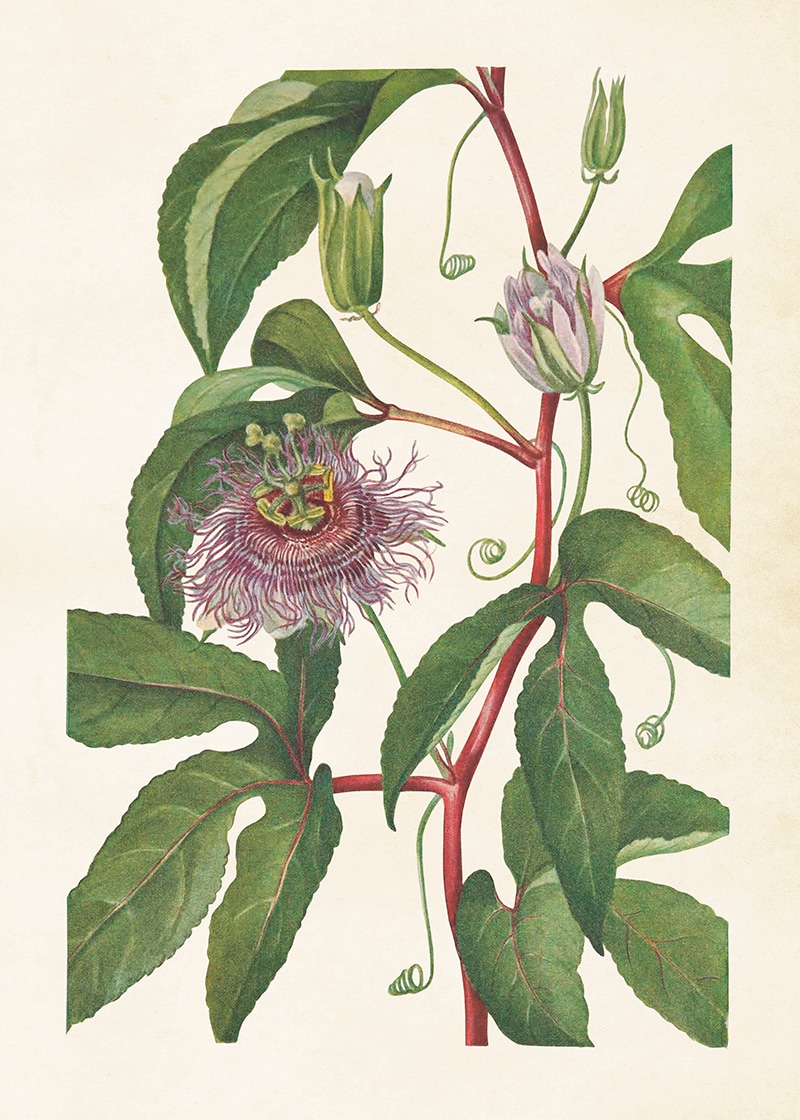 Poster Passion Flower