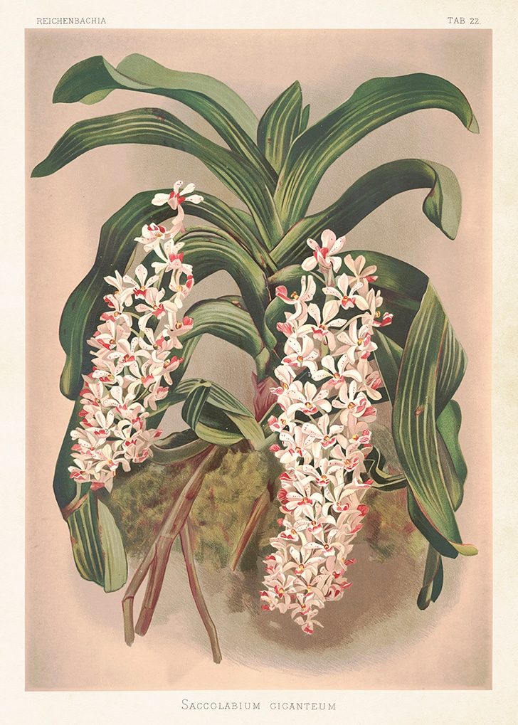 Poster Orchid