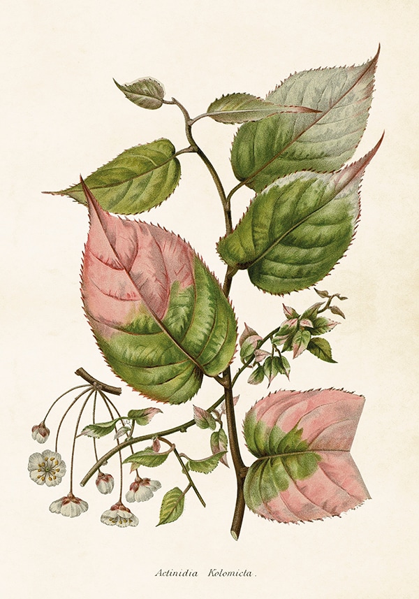 Poster Actinidia Kolomikta