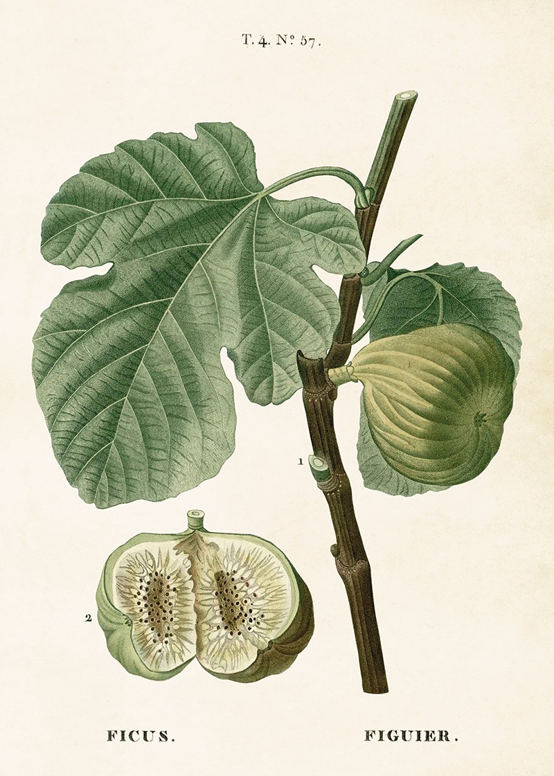 Poster Fig Branch