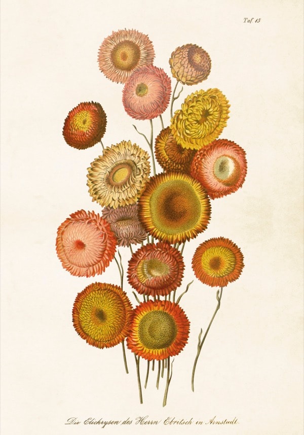 Poster Helichrysum Arenarium