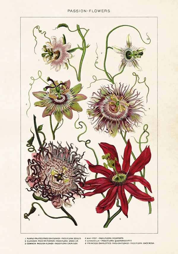 Poster Passion Flowers