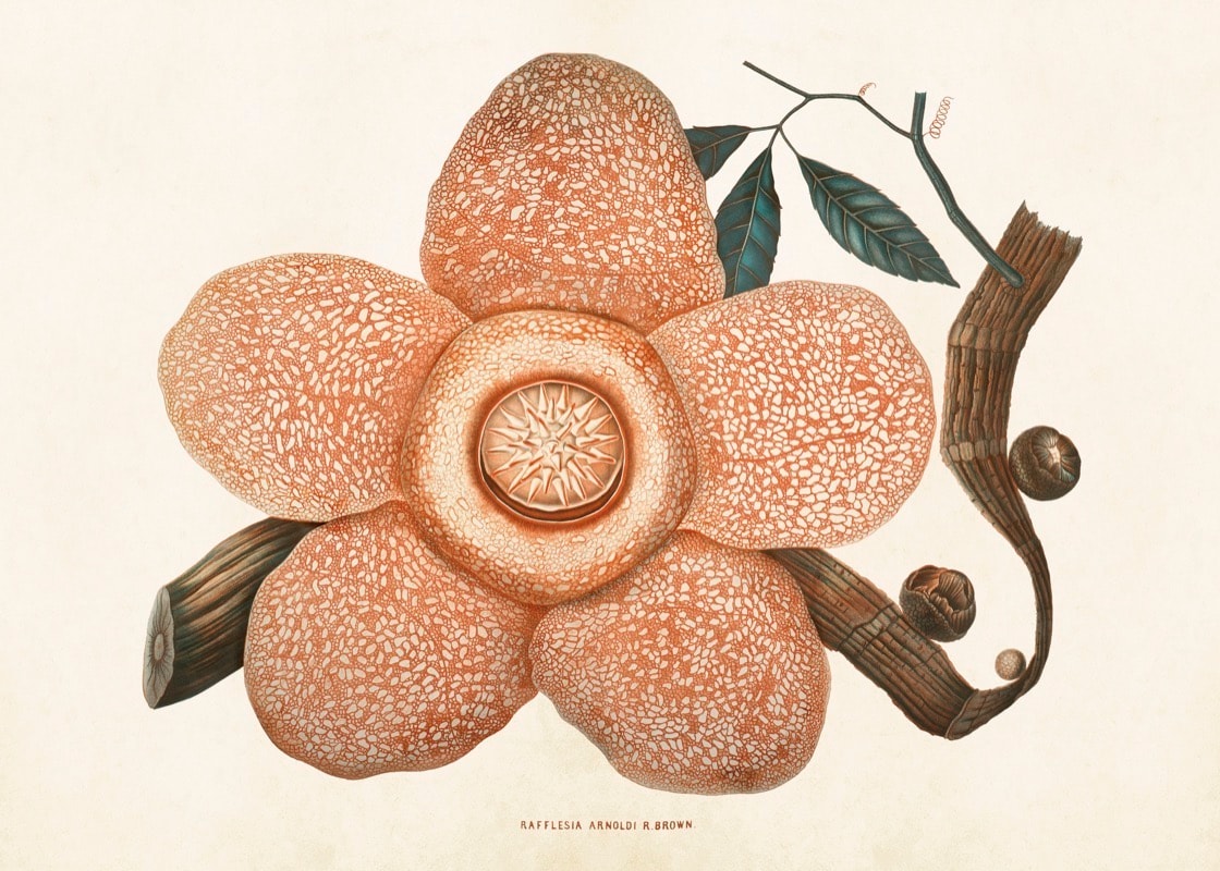 Poster Rafflesia Arnoldii