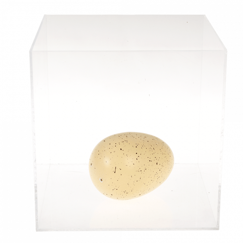 Hatching Dinosaur Egg