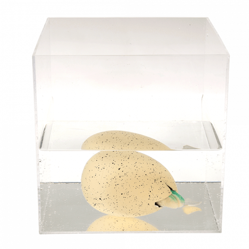 Hatching Dinosaur Egg