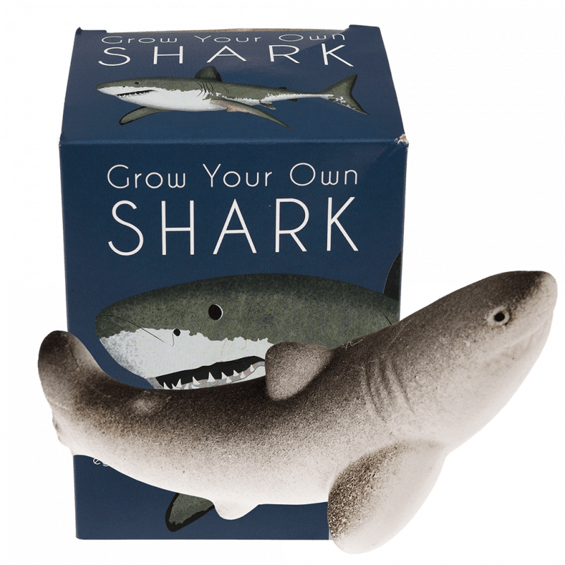 Hatching Shark Egg