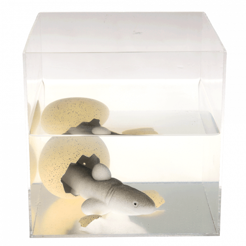Hatching Shark Egg