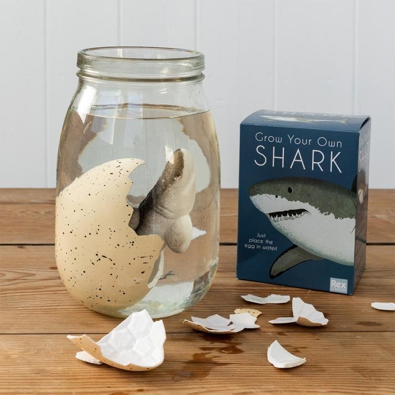 Hatching Shark Egg