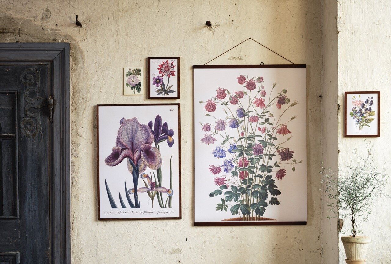 Poster Aquilegia
