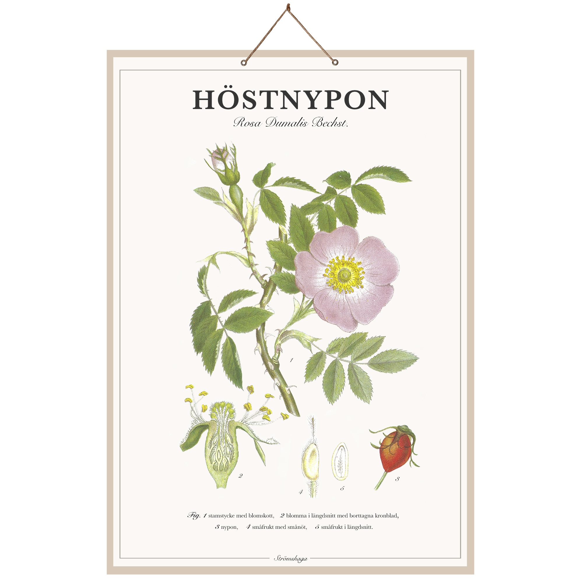 Poster Rose Hip