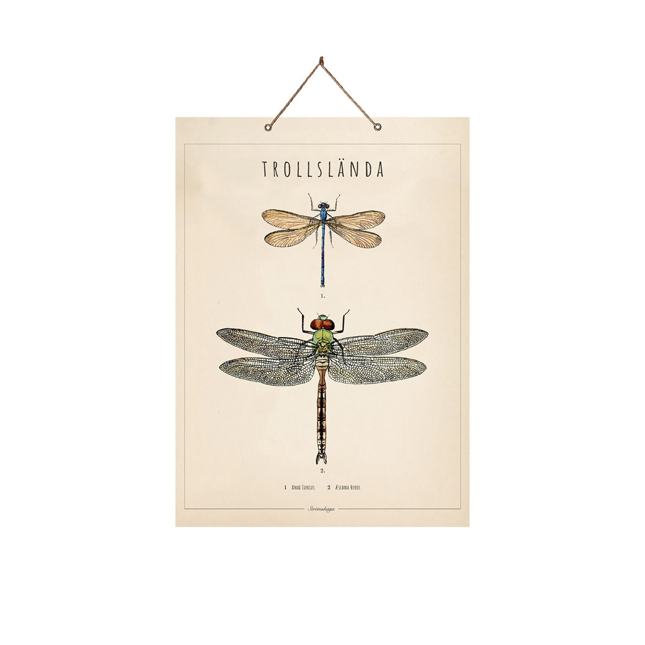 School Poster Dragonfly