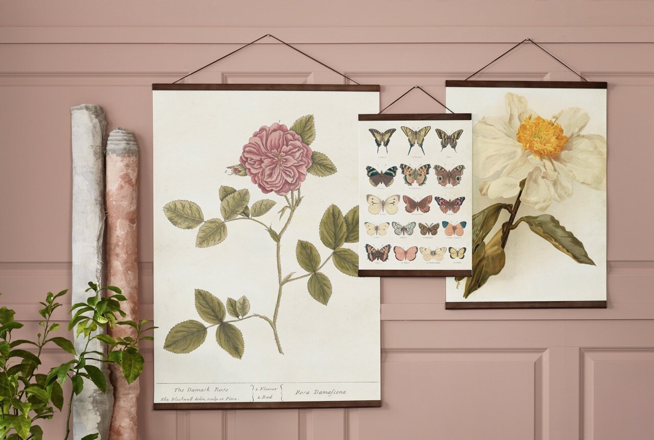 Poster White Peony