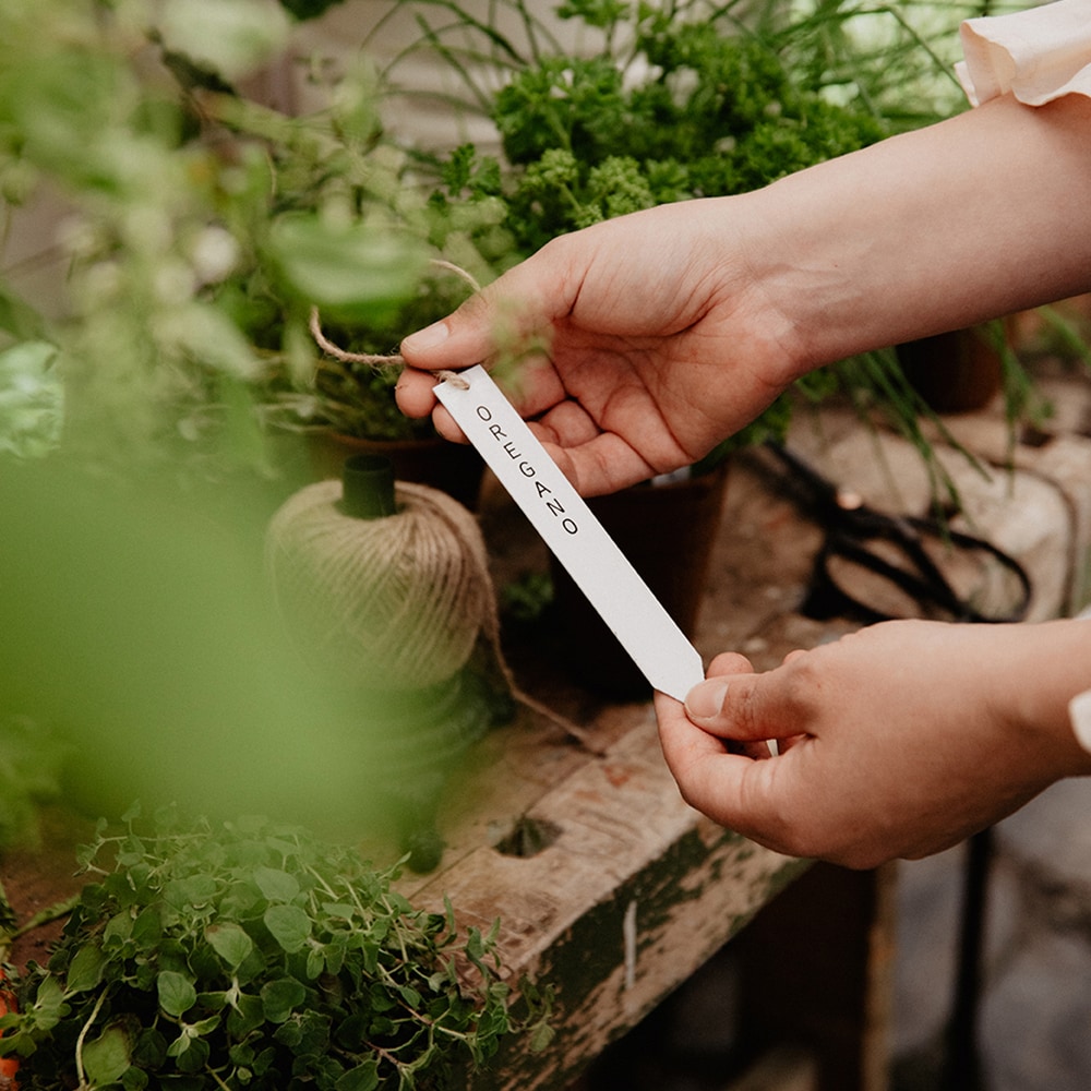 Planter Stick Oregano