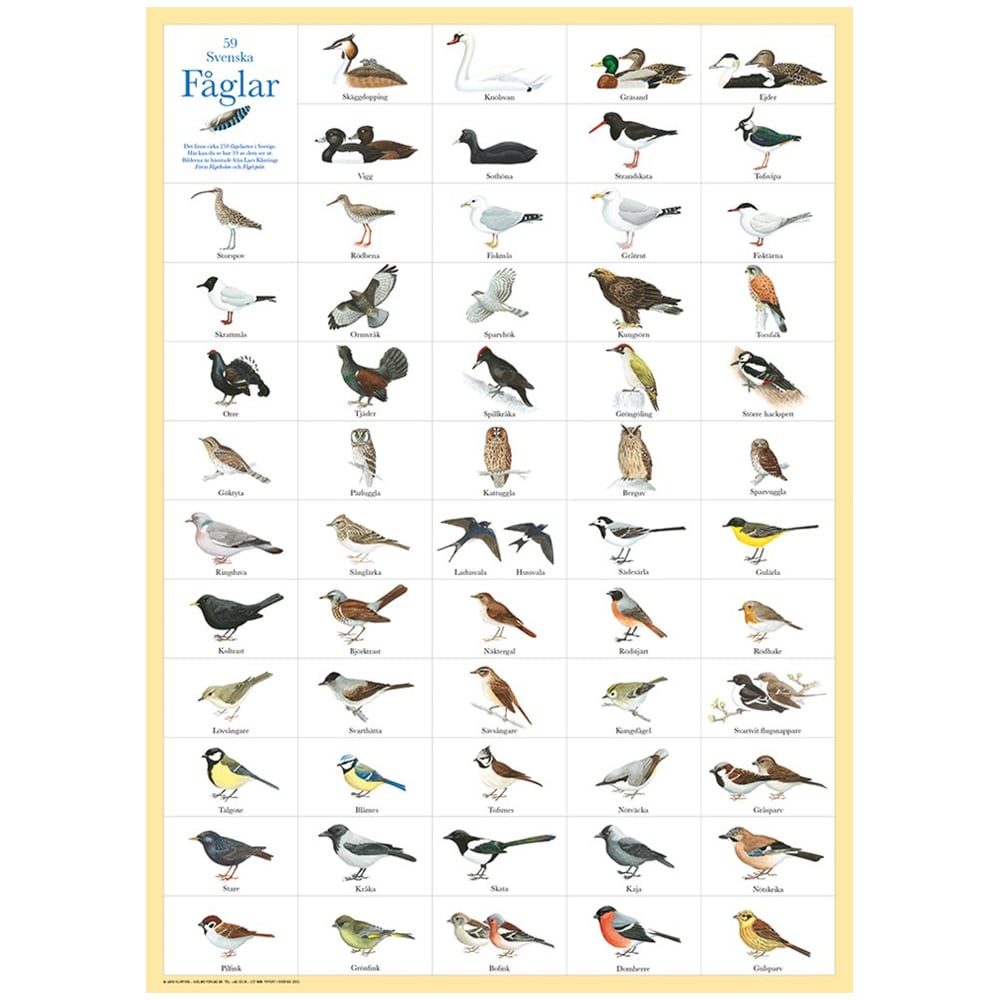 Poster Swedish Birds