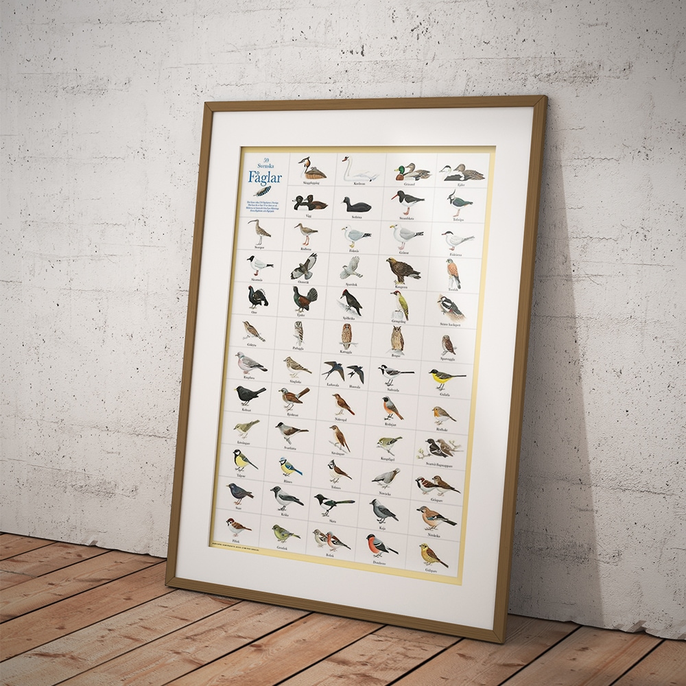 Poster Swedish Birds