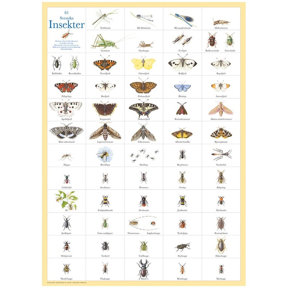 Poster Swedish Insects