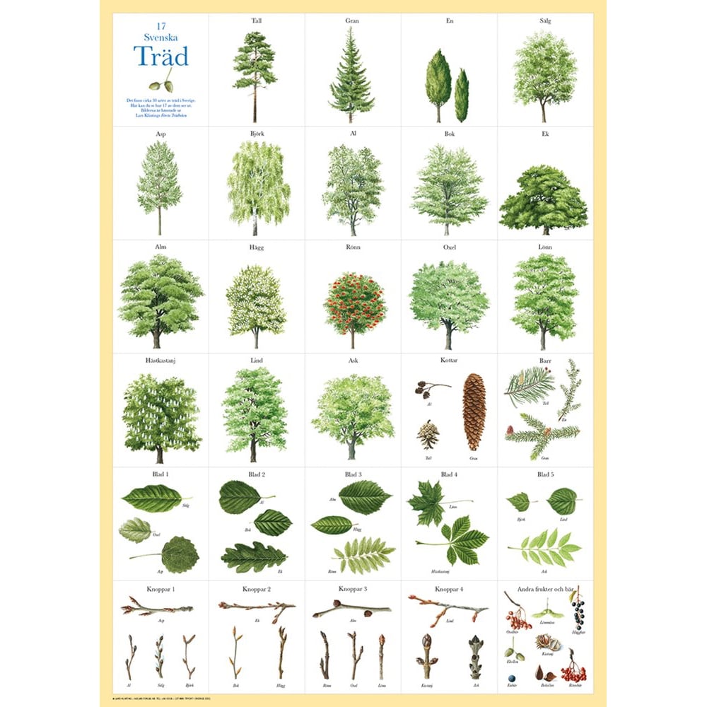 Poster Swedish Trees