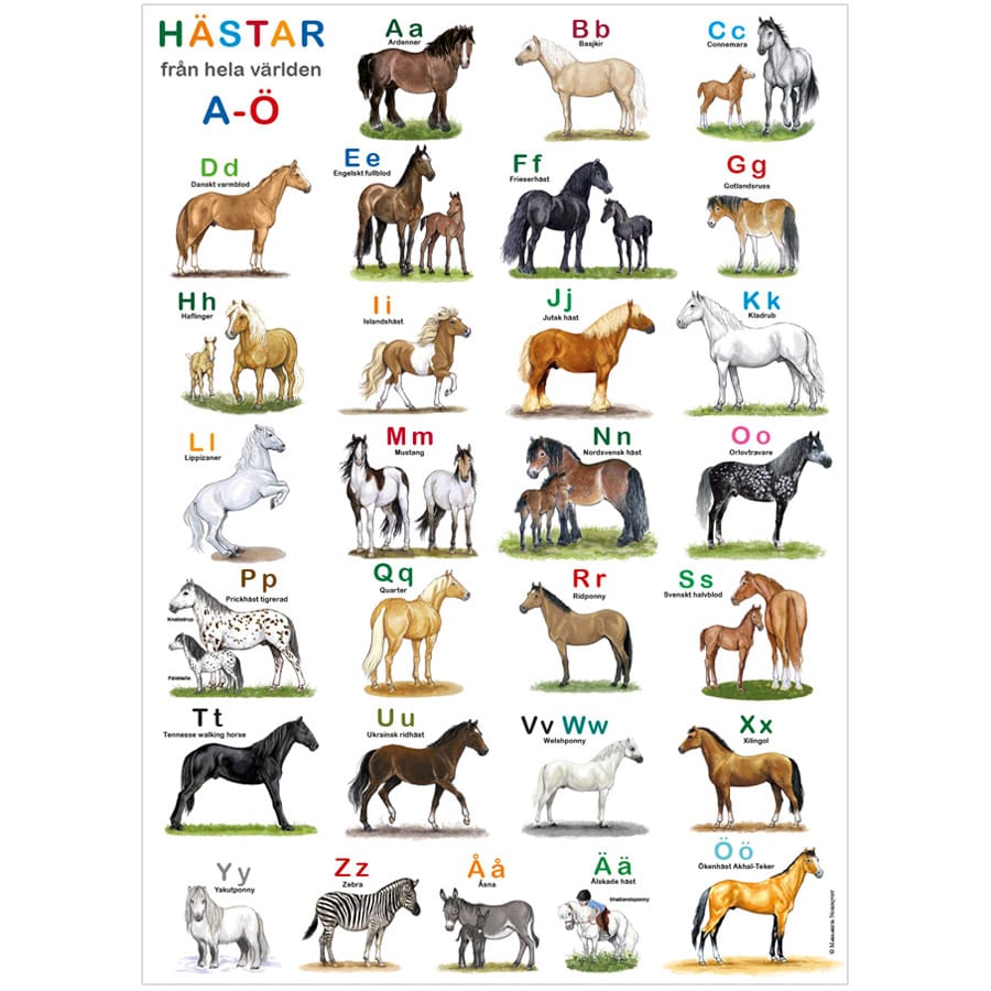 Poster ABC Horses