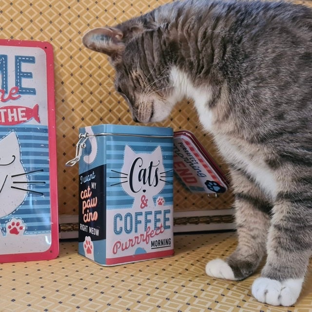 Tin Cats & Coffee