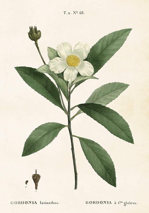 Poster Gardenia