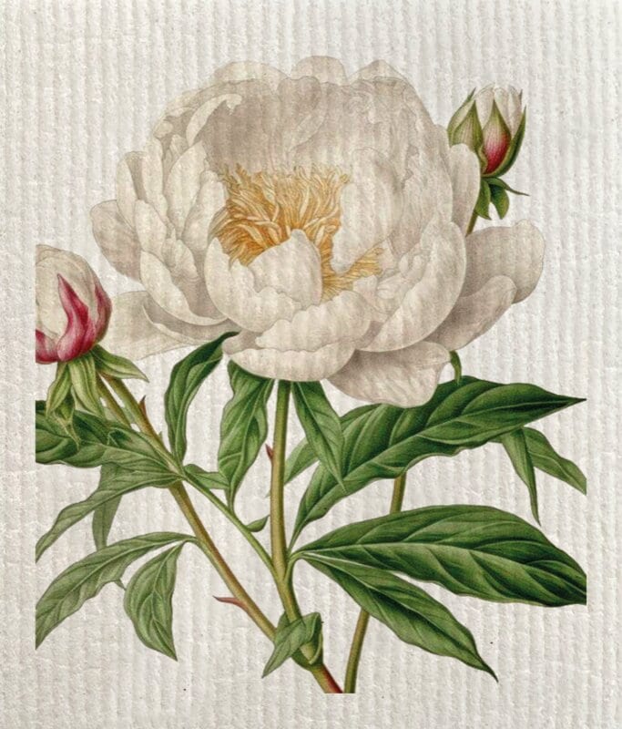 Dishcloth Rose Pimpinella