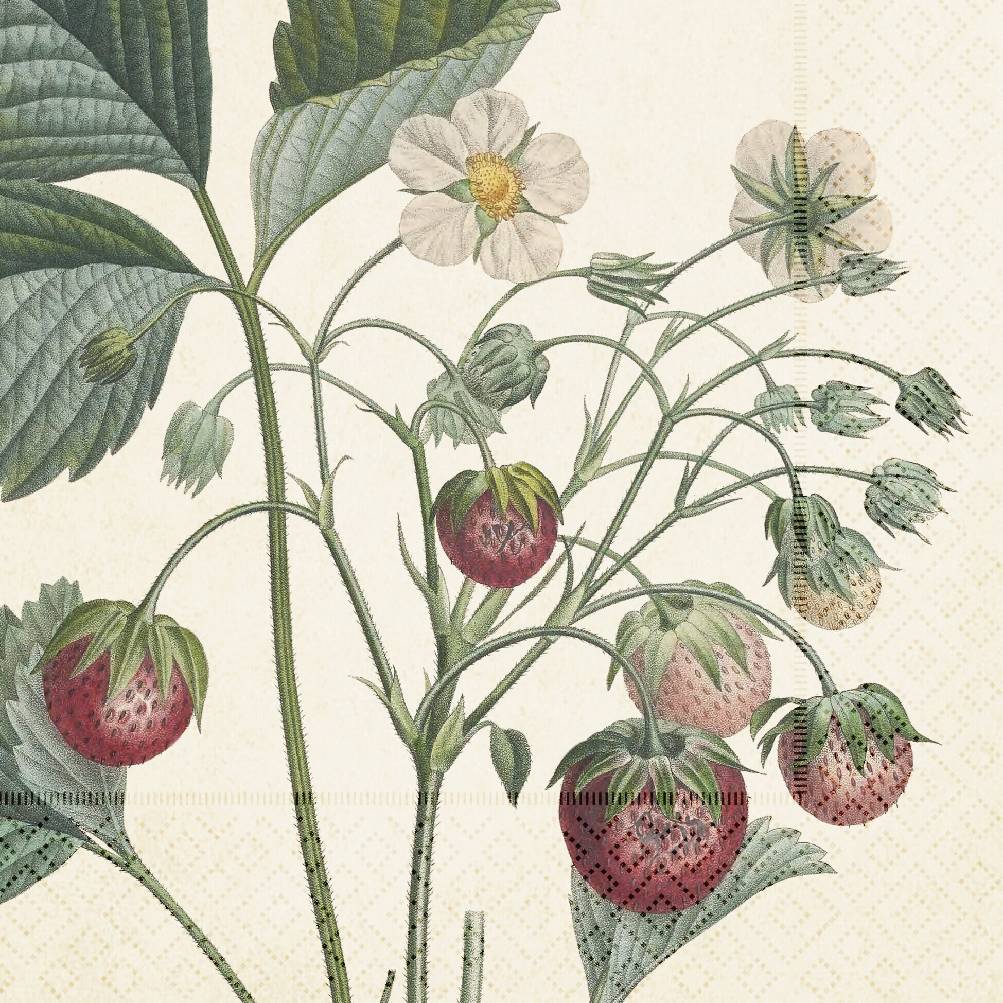 Napkin Strawberries