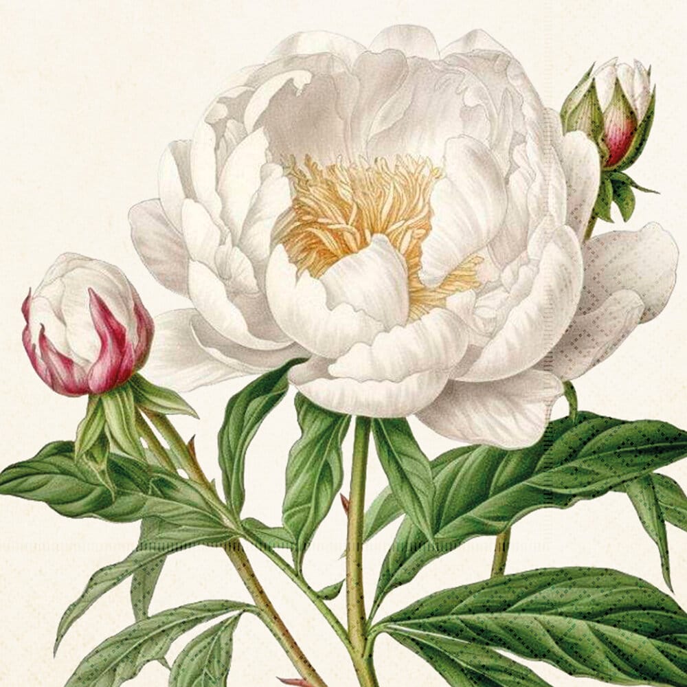Napkin Rose Pimpinella