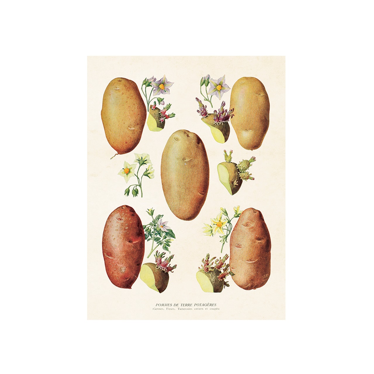 Poster Potato