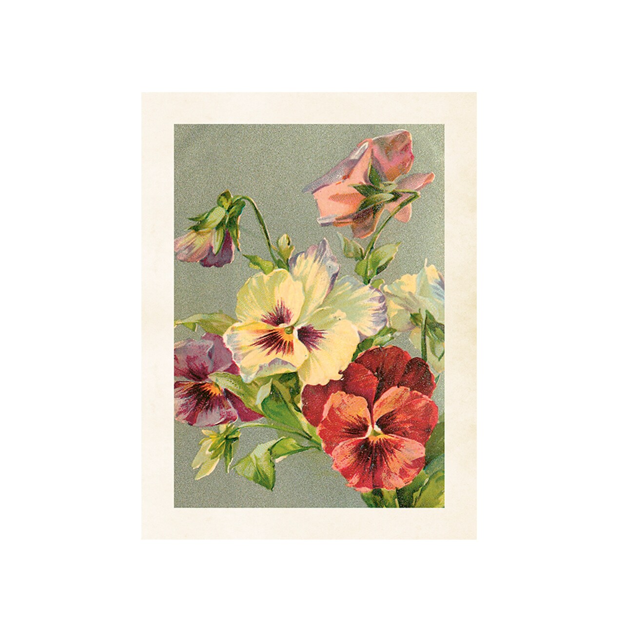 Poster Pansy Flowers