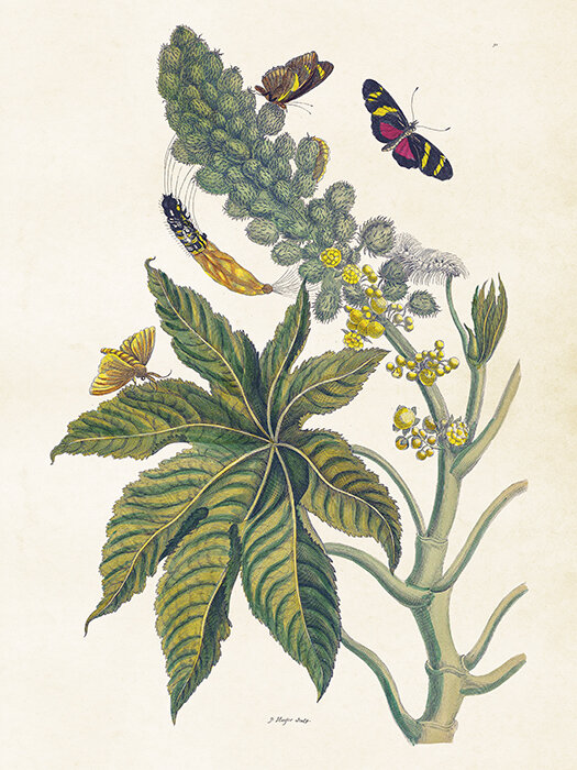 Poster Butterflies and Ricinus