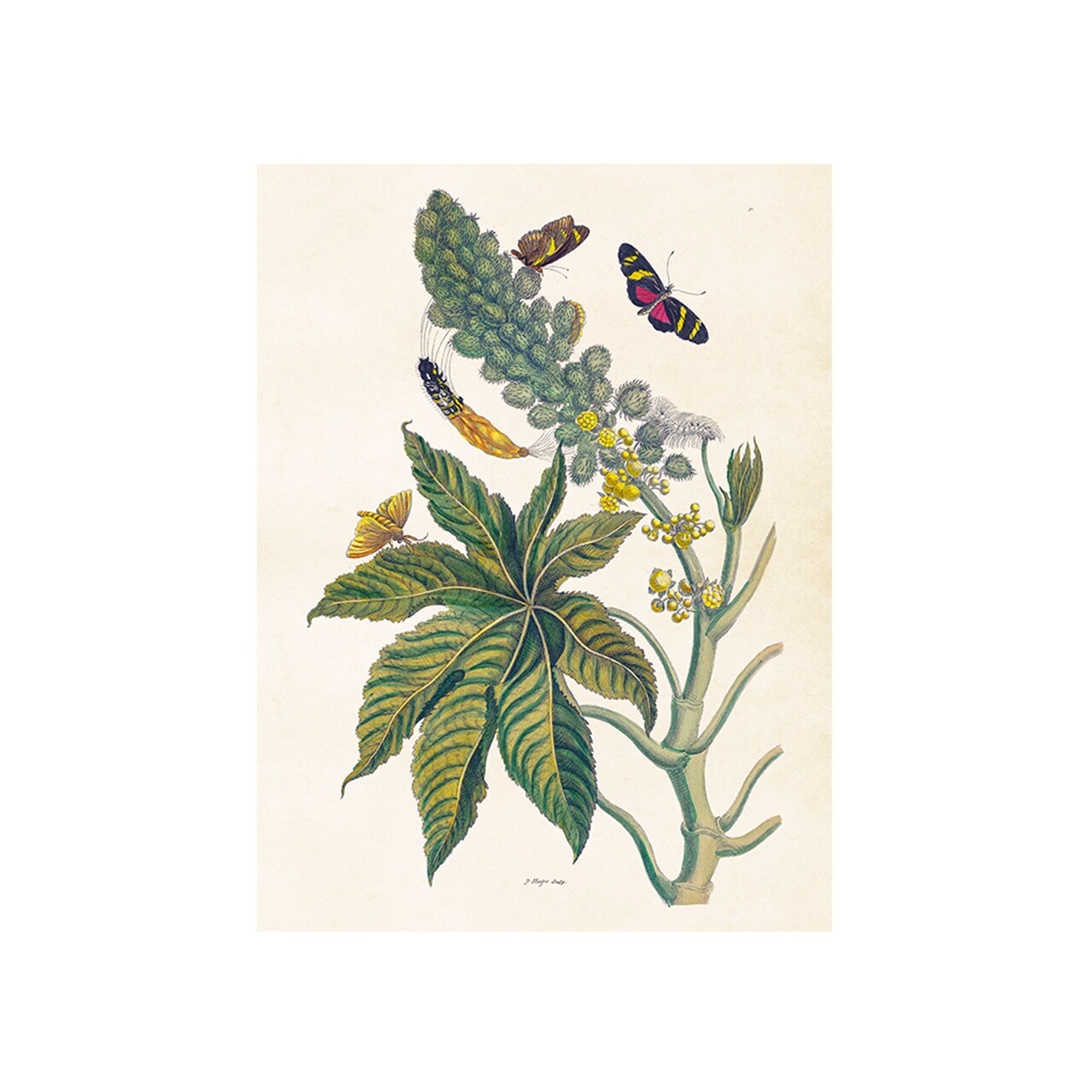 Poster Butterflies and Ricinus