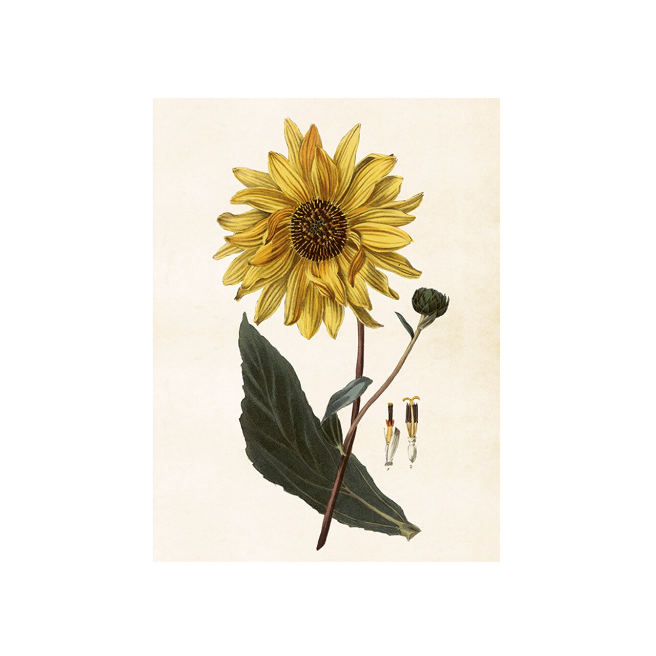 Poster Sunflower