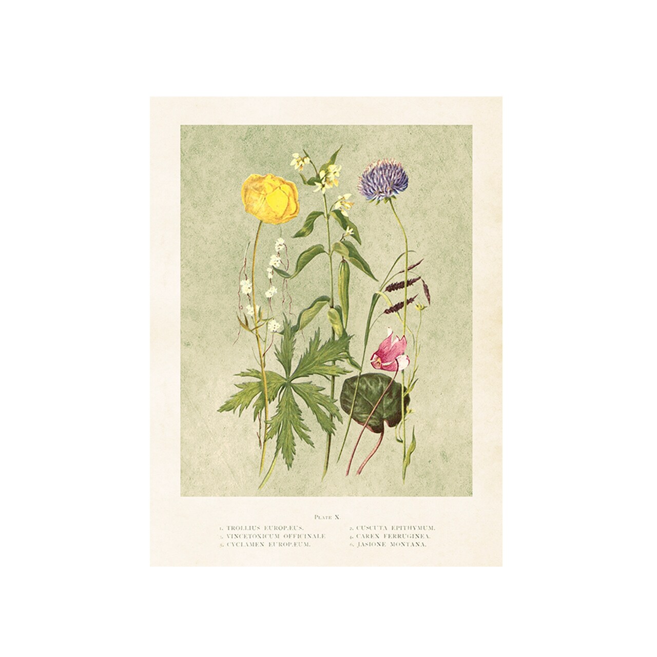 Poster Summer Flowers