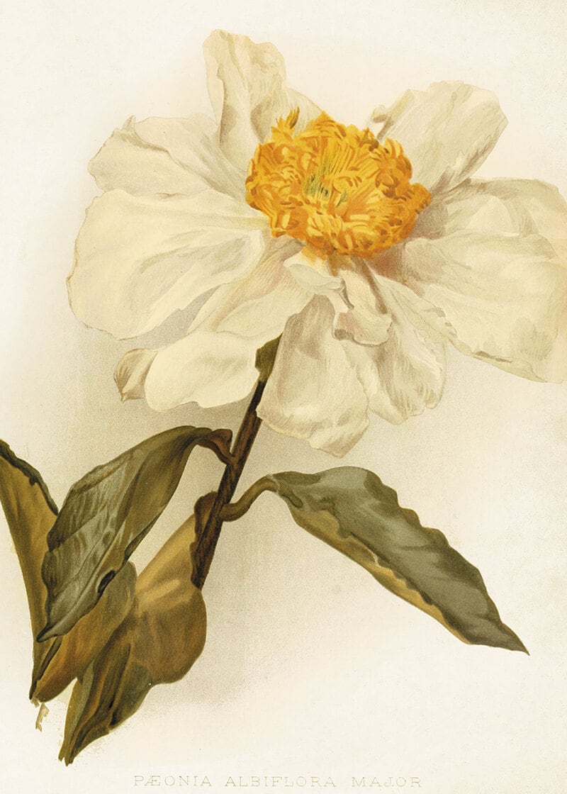 Poster White Peony