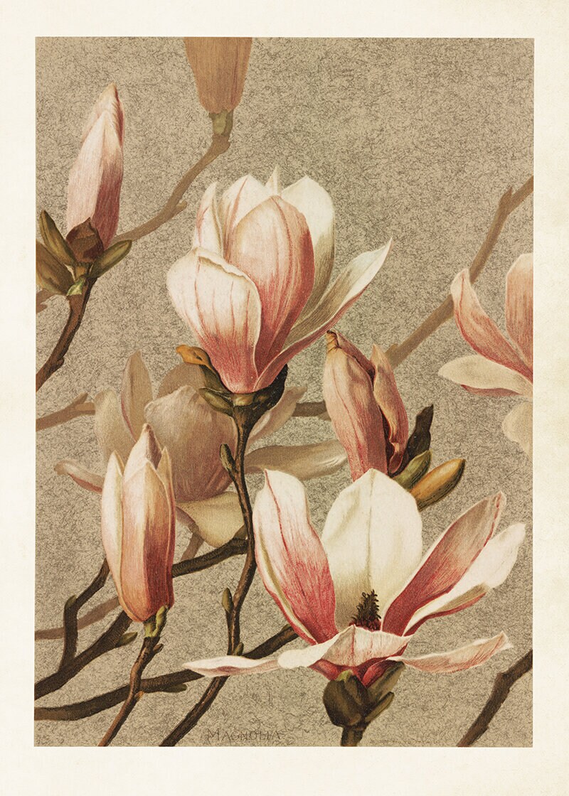 Poster Pink Magnolia