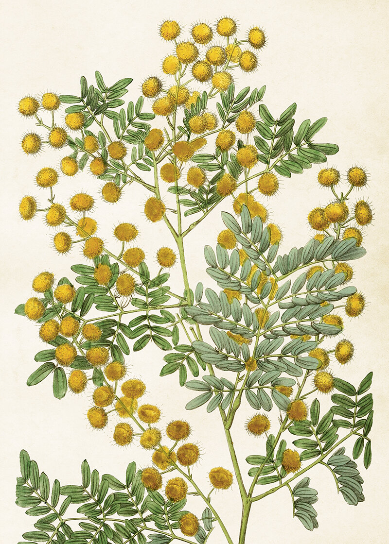 Poster Mimosa