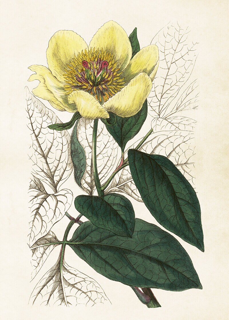 Poster Yellow Peony