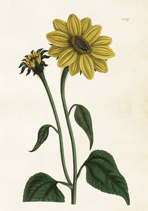 Poster Sunflowers