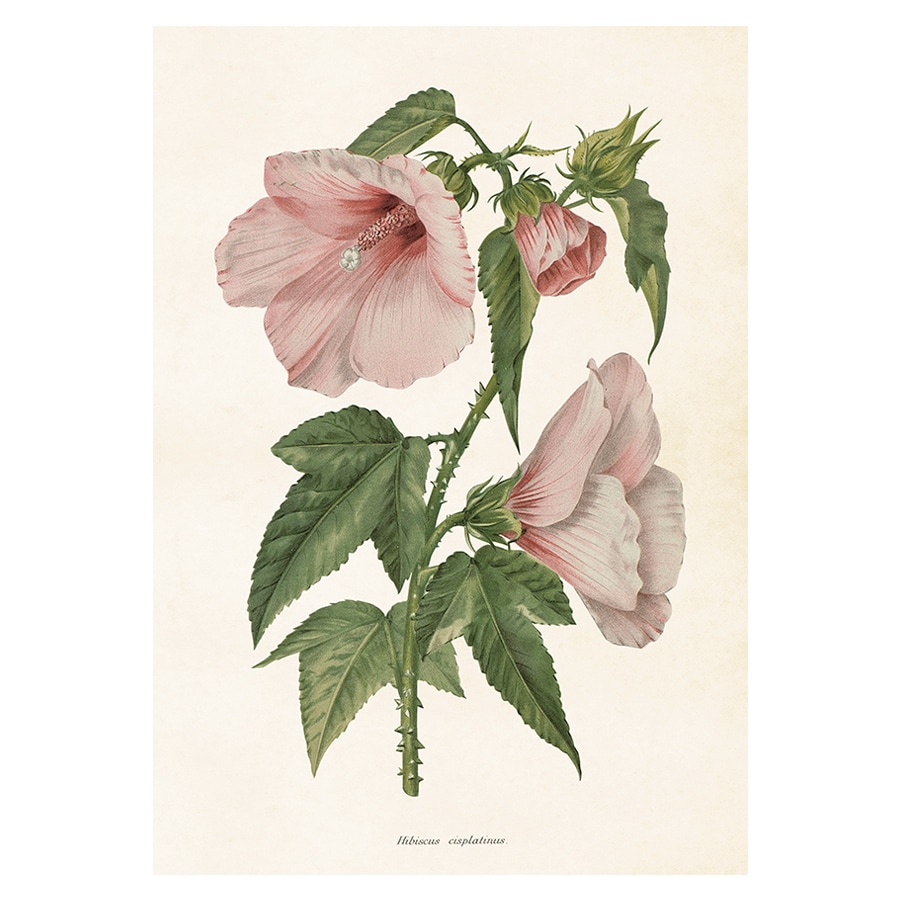 Poster Hibiscus