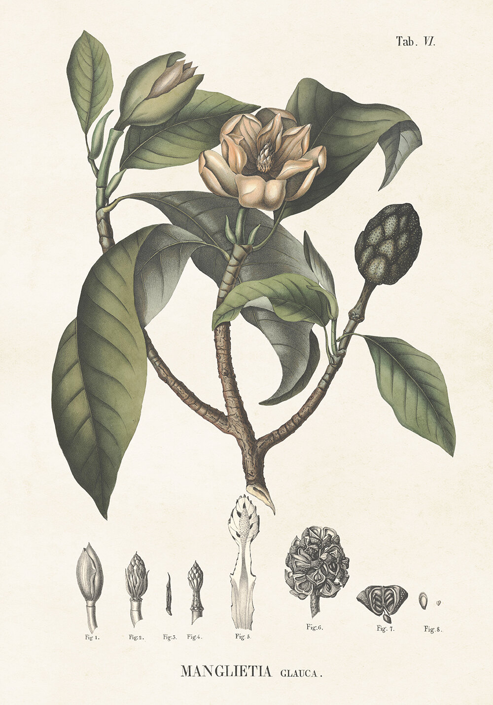 Poster Magnolia