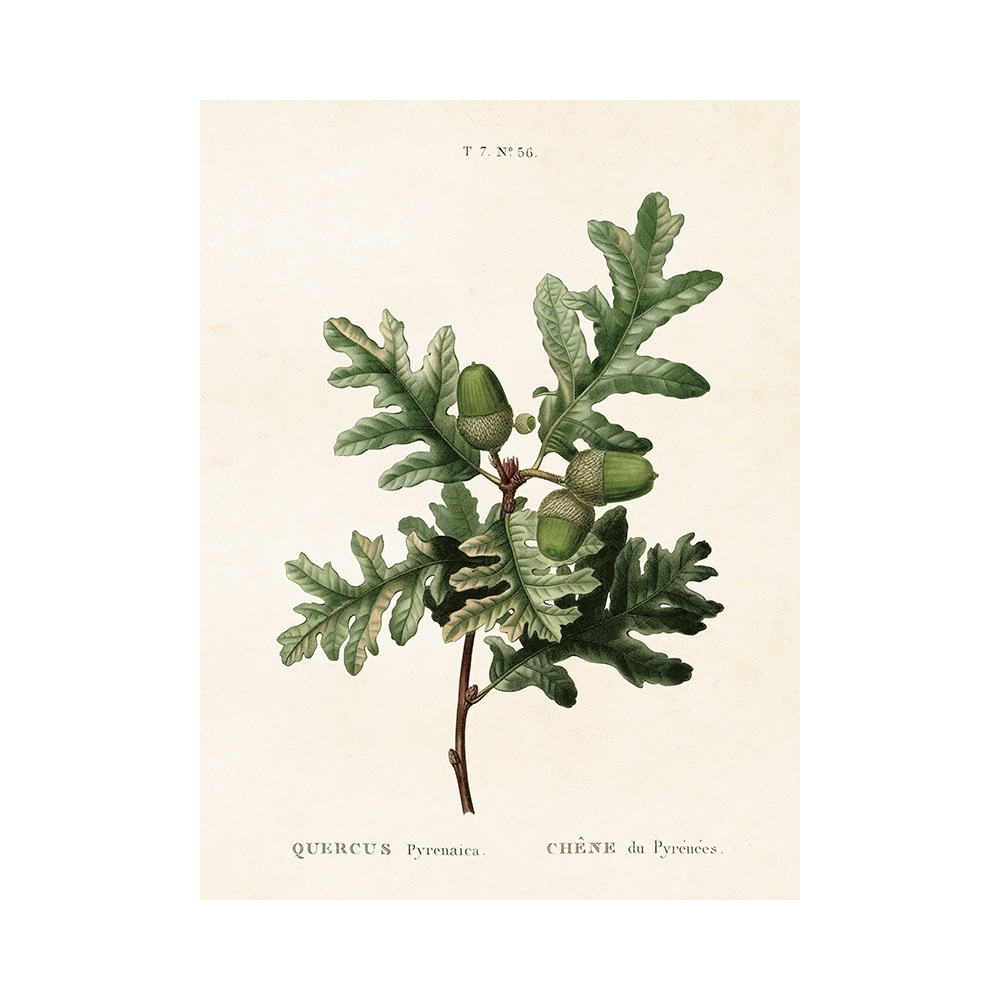 Poster Acorns Small