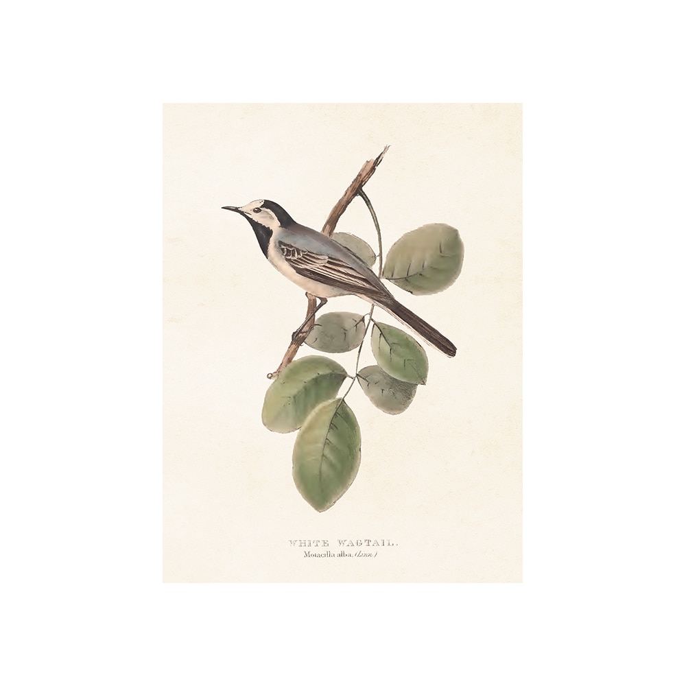 Poster White Wagtail