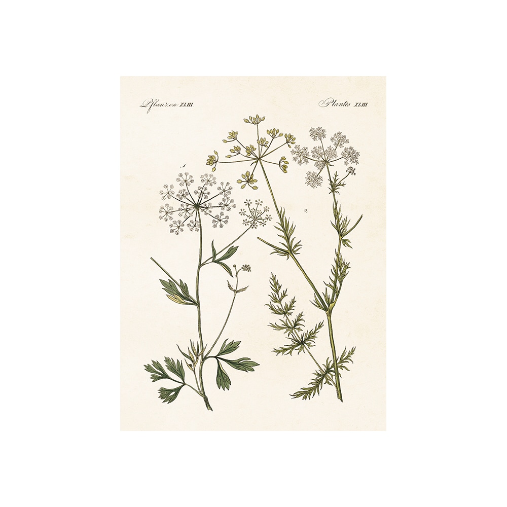Poster Anise & Caraway