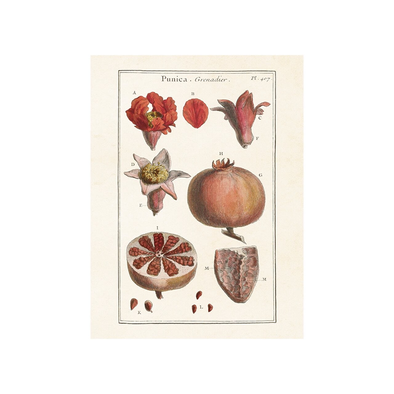 Poster Pomegranate
