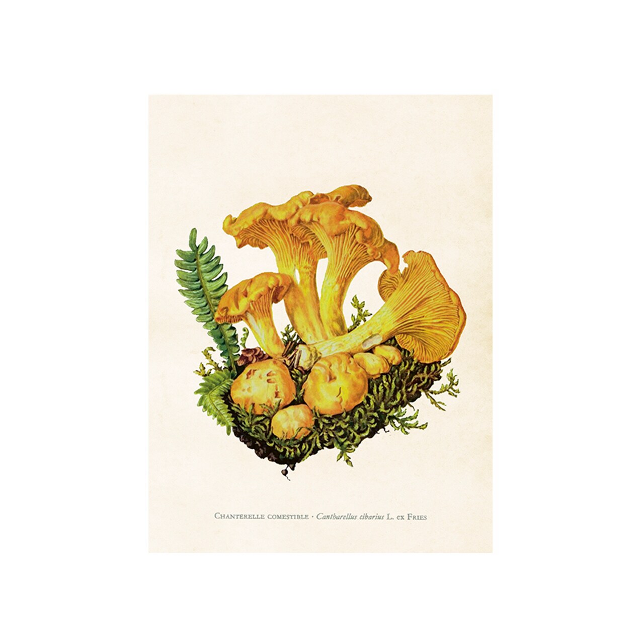 Poster Chanterelle
