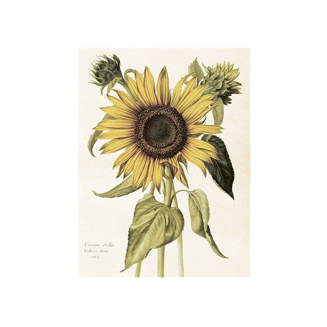 Poster Sunflower Antique