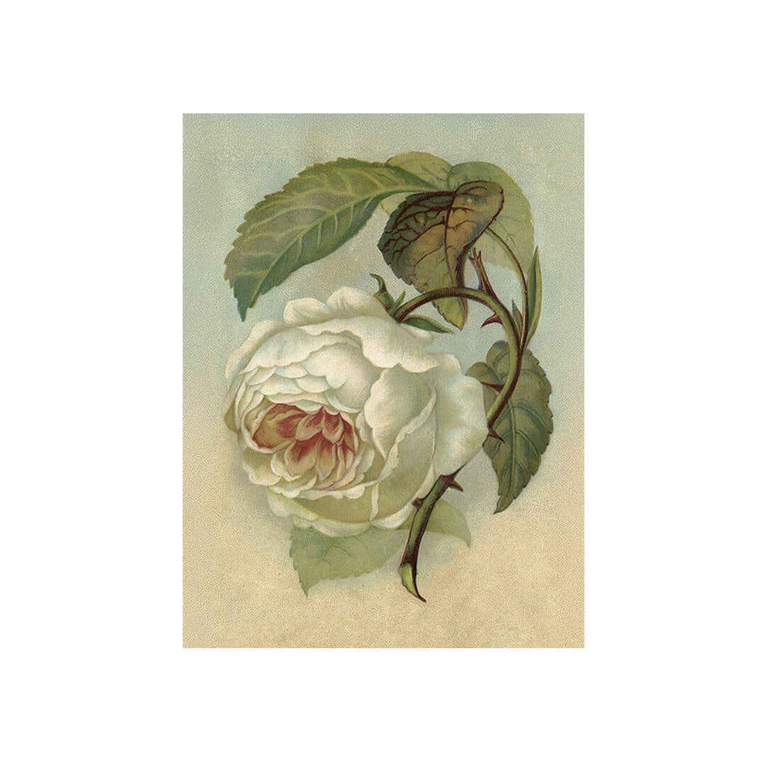 Poster White Rose